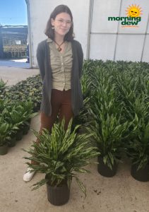 Aglaonema Cutlass 10 in