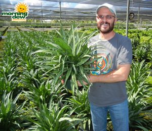 Aglaonema Cutlass chinese evergreen