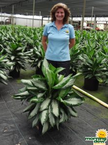 Aglaonema Diamond Bay chinese evergreen