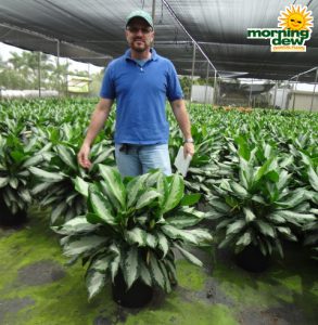 Aglaonema Diamond Bay chinese evergreen