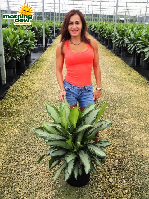 Aglaonema Emerald Bay chinese evergreen