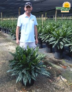 Aglaonema Emerald Beauty (Maria) 14 in