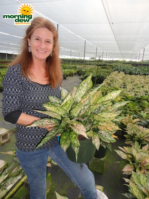 Aglaonema Etta Rose chinese evergreen