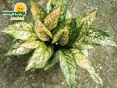 Aglaonema Etta Rose chinese evergreen