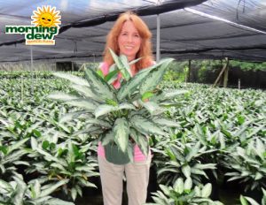 aglaonema jubilee petite  chinese evergreen