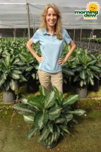 Aglaonema Key Largo chinese evergreen