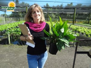 Aglaonema Mary Ann chinese evergreen