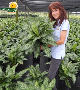 Aglaonema Mary Ann 8 in