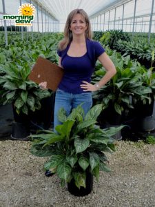 Aglaonema Moonlight Bay 10 in