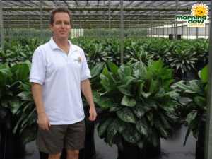 Aglaonema Moonlight Bay chinese evergreen