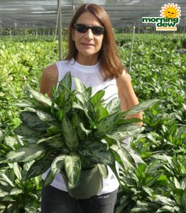 Aglaonema Mystic Marble 8 in