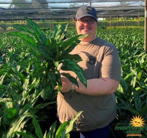 Aglaonema Romeo 6 in