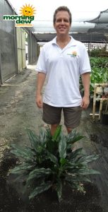 Aglaonema Shades 10 in