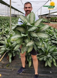 Aglaonema Silver Bay 12 in