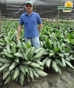 Aglaonema Silver Bay chinese evergreen