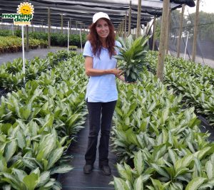 Aglaonema Silver Bay 6 in