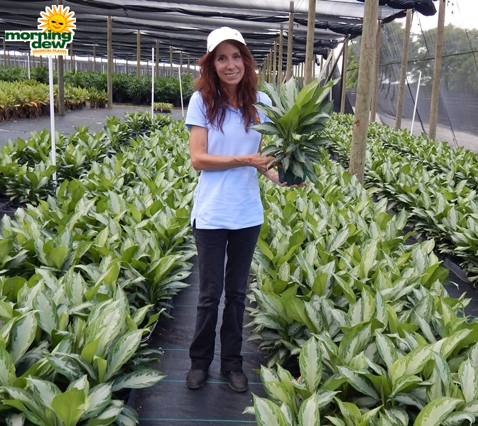 Aglaonema Silver Bay 6 in