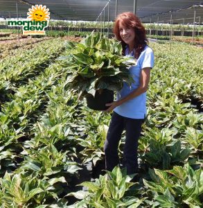 Aglaonema Sparkling Sarah 10 in