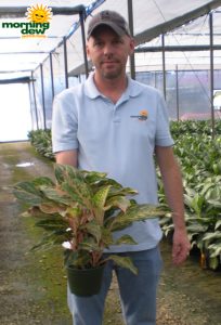 Aglaonema Sparkling Sarah 6 in