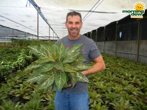 Aglaonema Sparkling Sarah chinese evergreen