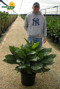 Aglaonema Stripes 14 in