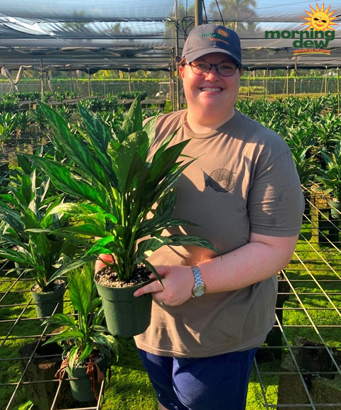 Aglaonema Tigress 6 in