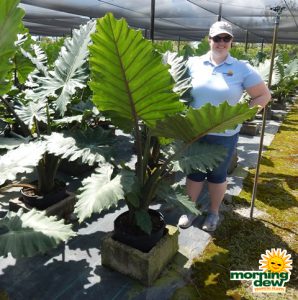 Alocasia Calidora 14 in