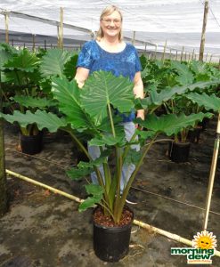 Alocasia Portora