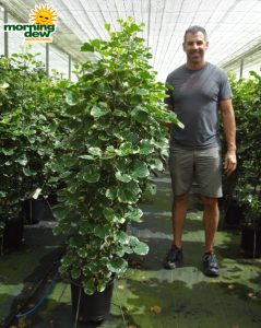 Aralia Balfour Variegated