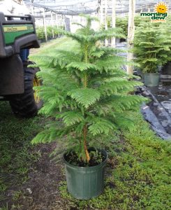 Araucaria Norfolk Island Pine 10 in