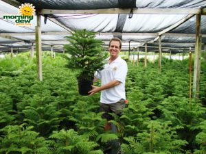 Araucaria Norfolk Island Pine