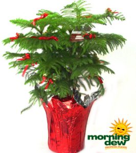 Araucaria Norfolk Island Pine Decorated