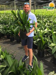 Aspidistra Cast Iron Plant 10 in