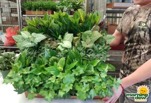 Assortments Tropical Foliage 4 in