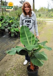 Banana Cavendish Dwarf