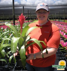 Bromeliad Aechmea Harvito