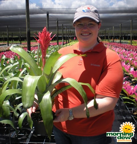 Bromeliad Aechmea Harvito