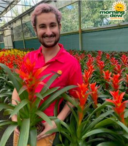 Bromeliad Guzmainia Ostara 6 in