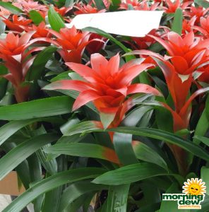 Bromeliad Guzmania Brimstone