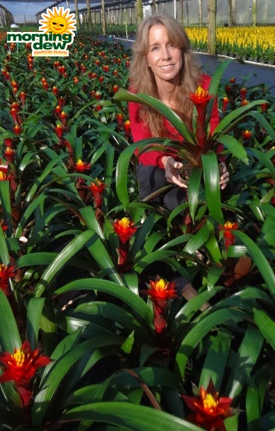 Bromeliad Guzmania Focus