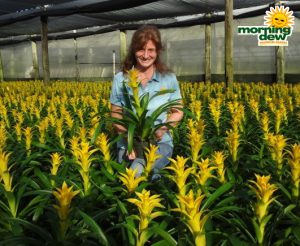 Bromeliad Guzmania Hilda