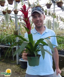 Bromeliad-Guzmania-Indian-Knight-5-in