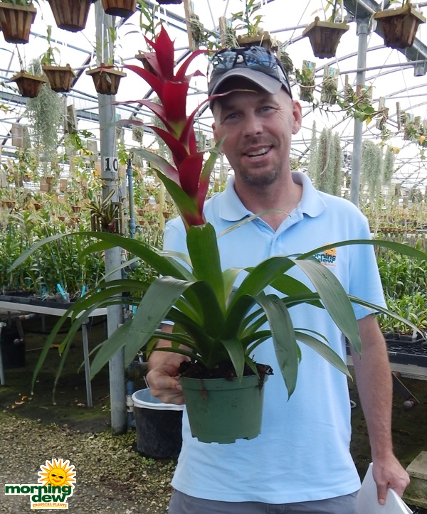 Bromeliad-Guzmania-Indian-Knight-5-in