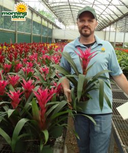 Bromeliad Guzmania Lulu