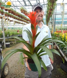Bromeliad Guzmania Michiel 5 in