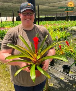 Bromeliad Guzmania Patricia 5 in