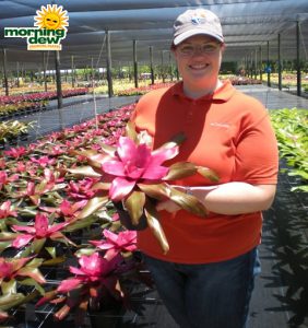 Bromeliad Neoregelia Amazonas