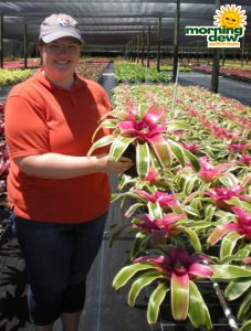 Bromeliad Neoregelia Autumn Rain