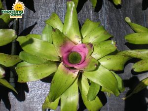 Bromeliad Neoregelia Concentrica Bullis