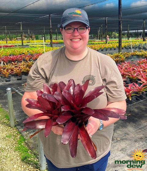 Bromeliad Neoregelia Elwood 5 in